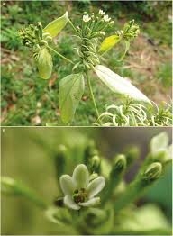 Image result for Combretum falcatum