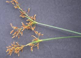 Image result for Fimbristylis complanata