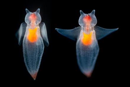 Sea angel | Monterey Bay Aquarium