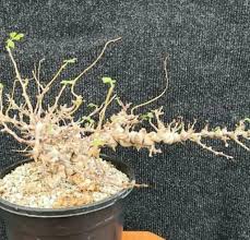 Image result for Commiphora angolensis