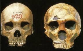 Some people in asia and australasia today carry remnants of denisovan dna in their genomes, but we. Sleeping Around Gave Early Humans Immune Boost From Neanderthals Denisovans Ars Technica