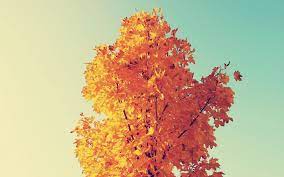 Autumn Leaves 1680x1050 Widescreen Wallpaper Painting Active Wallpaper