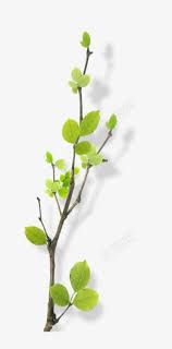 绿色花树绿色树枝叶子高清素材叶子树枝绿色花树in 2021 plants