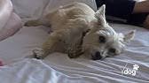 26 us highway 1 north, new brunswick, new jersey 08901 ~4.11 miles northeast of north brunswick. All American Pet Resort North Brunswick Nj Youtube