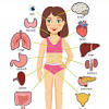 The torso of the human body also consists of the major muscles of our body; 1