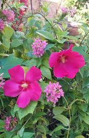 Image result for Ruspolia australis