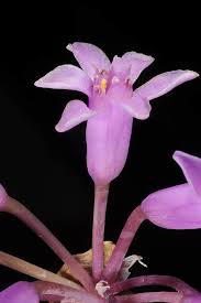 Image result for Tulbaghia cameronii
