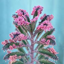 Image result for Kalanchoe daigremontiana