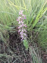 Image result for Brachycorythis ovata