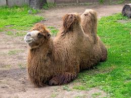 It gives the camel wool for additional thermal insulation and lightness, incomparable with any other wool. Bactrian Camels Have The Longest Wool Coats