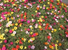 Portulaca, è possibile acquistare comodamente online. Come Prendersi Cura Della Portulaca Piante Annuali Come Prendersi Cura Della Portulaca