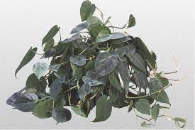 A Heart Leaf Or Sweetheart Philodendron Has Dark Green Shiny Heart Shaped Leaves And Looks Great As A Table O Plant Care Houseplant Philodendron Plant Plants
