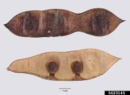 Image result for Erythrophleum