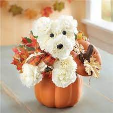 A Dog Able For Fall Pumpkin Fall Arrangement In Santa Paula Ca Texis Flower Shop The flowergod designs a fall centerpiece using a pumpkin as the container in this video. texis flower shop