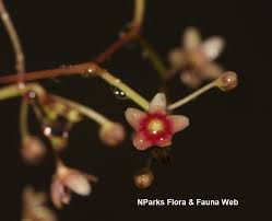 Image result for Vincetoxicum afrum