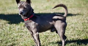 Shelters provide a variety of services that promote the humane treatment of animals in napa county. My Friend Parker Hello My Name Is Parker I M Obviously Handsome But Aside From My Dashing Good Looks I Also Wa Animal Shelter How To Be Outgoing Animals