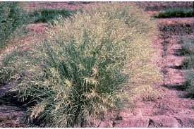 Image result for Eragrostis sarmentosa