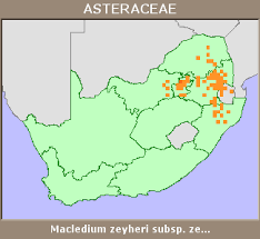 Image result for Macledium zeyheri