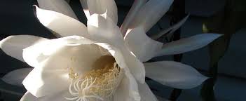 Hd00.21night blooming cereus cactus flower dying timelapse its flowers are up to 30 centimetres in diameter with a scent redolent of vanilla. Epiphyllum Species Dutchman S Pipe Cactus Night Blooming Cereus Epiphyllum Oxypetalum