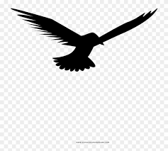 Below are some free printable seagull coloring pages. Seagull Coloring Page Falconiformes Hd Png Download 1000x1000 2743473 Pngfind