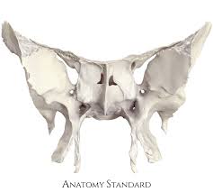 Image result for Sphenoid Bone