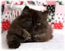 Persian Cat Breed Information, Pictures, Characteristics ...