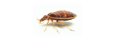 Treatment of pets should ideally be undertaken under veterinary supervision, but certain products are available from pet shops and. Bed Bugs