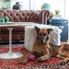 Go futuristic, with colourful clocks that shine metallic. Keep Your Pets Happy Without A Yard Apartment Therapy