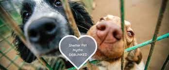 Maybe you would like to learn more about one of these? The Secret To Successful Pet Adoption 7 Shelter Pet Myths Debunked