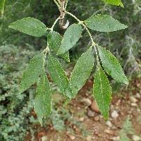 Image result for Premna velutina
