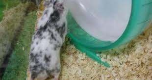 ひごペット瓜破店 キンクマハムスターのおしくらまんじゅう キンクマハムスター ハムスター キンクマ