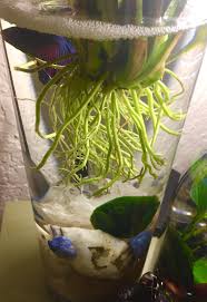 Happy Betta Fish In A Temporary Smaller Warmer Vase For The Cold Winter Blowing Many Bubbles Betta Fish Betta Fish Vase