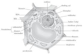 We did not find results for: Sel Tumbuhan Gambar Organel Fungsi Tipe Jaringan Dan Komponen