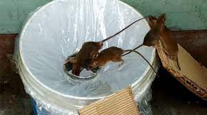 Best Idea Trap Easy Saving Rat Rat Trap 1 Gate Stupid Mouse Trap Good Idea Mouse Trap Youtube Mouse Trap Diy Mouse Traps Rat Traps