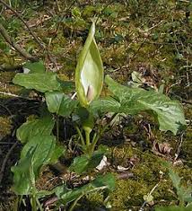 Image result for Araceae