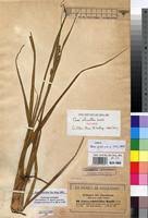 Image result for Carex chlorosaccus