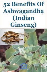 52 Benefits Of Ashwagandha Indian Ginseng Coconut Health Benefits Natural Cures Lemon Benefits