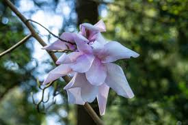 Image result for Magnolia sargentiana
