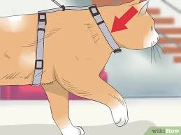 كيفية نقل القطط بالطائرة صور توضيحية Wikihow