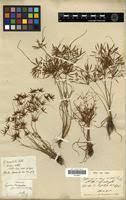 Image result for Cyperus amabilis