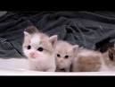 Ragdoll Kittens for Sale - Doll Face Ragdoll Kittens Available