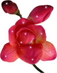 شركة تنظيف خزانات بالمدينة المنورة 0542607787 افضل شركة تنظيف خزانات بالمدينة المنورة تنظيف منازل عزل خزانات تركيب مطابخ اذا كنت تبحث Flowers Gif Blossom