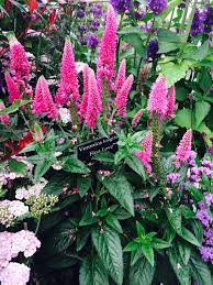 Veronica Longiform First Love Hampton Court Flower Show Hampton Court Flower Show Flower Show Planting Herbs