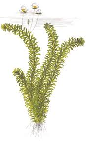 Image result for Elodea