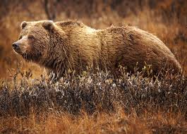 There are only eight living species of bear; Grizzly Bear Wikipedia