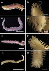 Comparison between transparent, translucent and opaque substances. Annelids Of The Eastern Australian Abyss Collected By The 2017 Rv Investigator Voyage