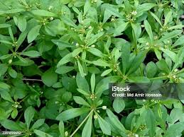 Image result for Hypertelis cerviana