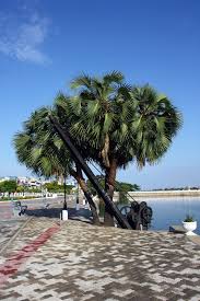The care of the washingtonia is left up to the owner of this magnificent tree. Hyphaene Thebaica Wikipedia