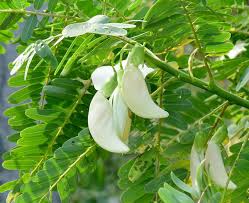 Image result for Sesbania sericea