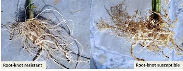 Fortunately, some plants are resistant to nematodes, and resistance genes present in cultivated or related species can be mapped with molecular markers: The Guava Root Knot Nematode A New Pest In Louisiana